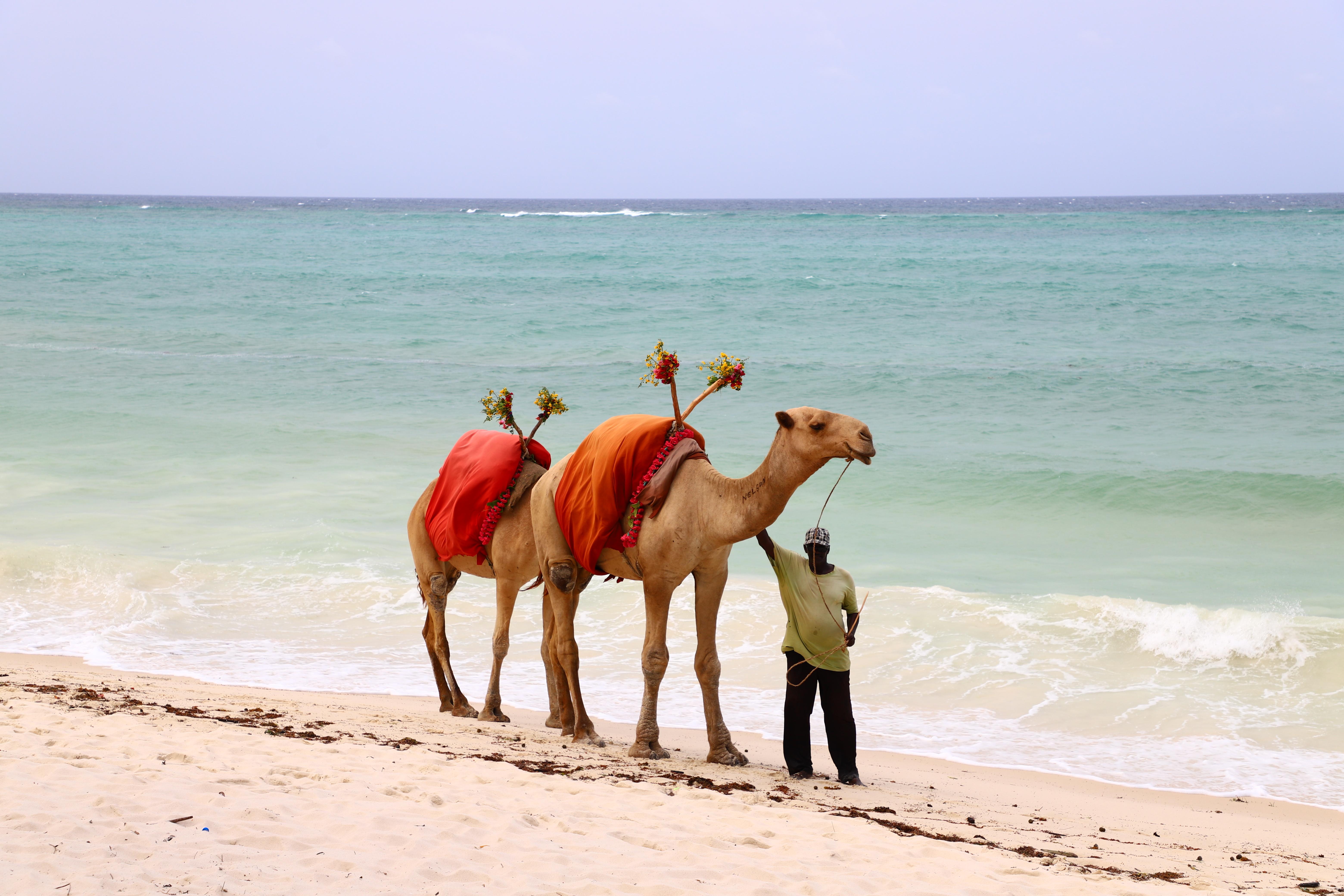 Diani Reef Beach Resort & Spa - Your Beachfront Bliss Awaits Діані-Біч Екстер'єр фото Diani Beach